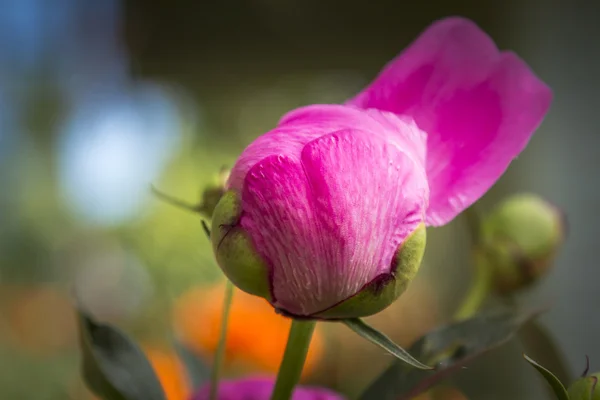 Розовые пионы в саду — стоковое фото