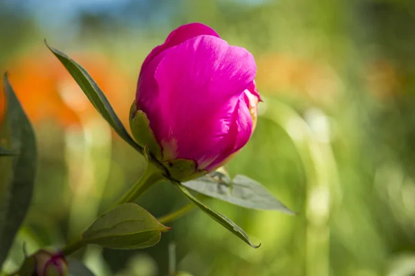 Rosa Pfingstrosenblüten im Garten — Stockfoto
