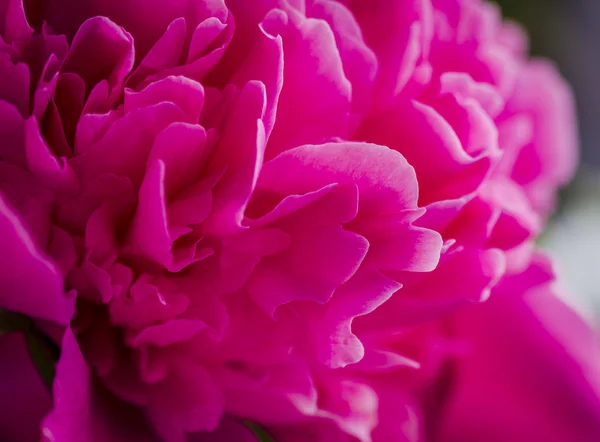 Flores de peonía rosa en el jardín —  Fotos de Stock