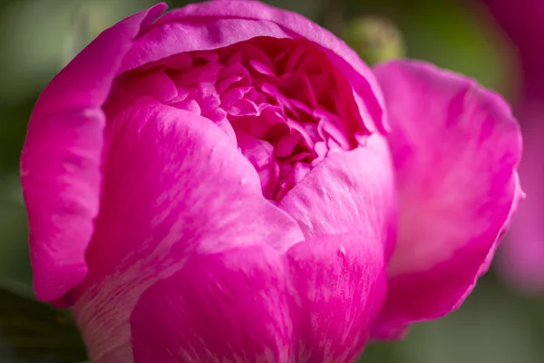 Roze pioen bloemen in de tuin — Stockfoto