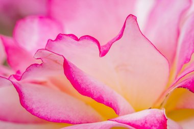 Bahçede çiçek makro gül