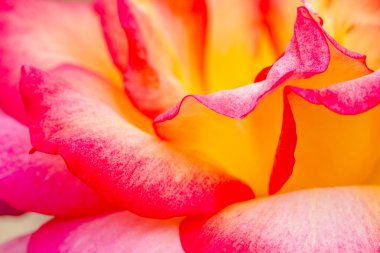 Bahçede çiçek makro gül