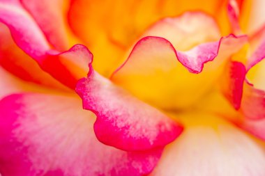 Bahçede çiçek makro gül