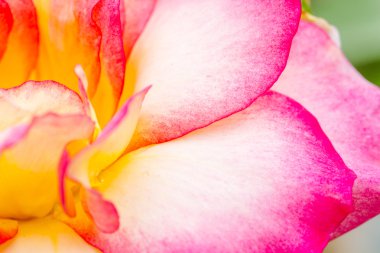 Bahçede çiçek makro gül