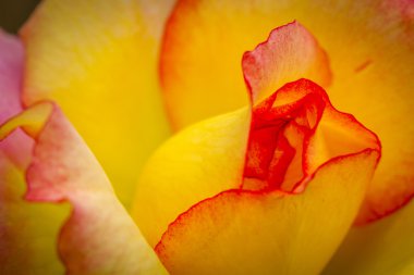 Bahçede çiçek makro gül