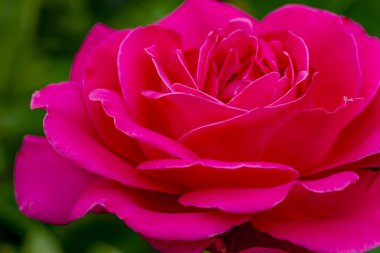 Bahçede çiçek makro gül