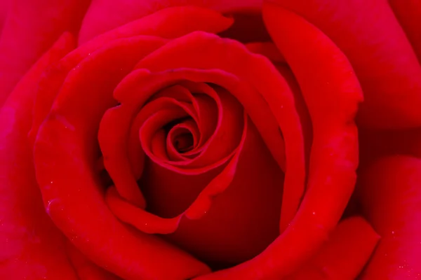 Macro Rose Blooms in Garden — Stock Photo, Image