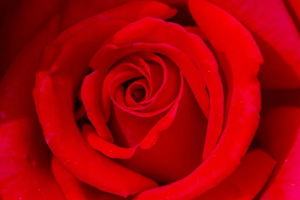 Macro Rose Blooms in Garden — Stock Photo, Image