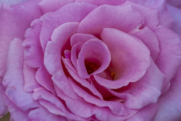 Macro Rose florece en el jardín —  Fotos de Stock