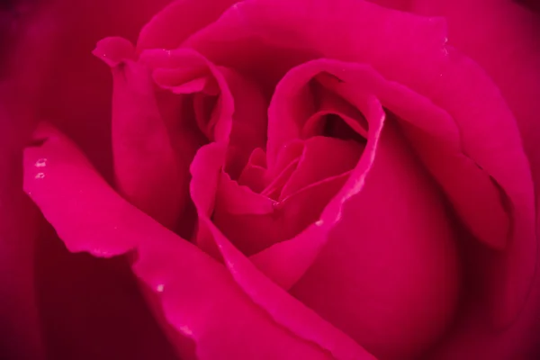 Macro Rose Blooms in Garden — Stock Photo, Image