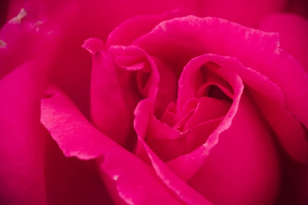 Makrorosenblüten im Garten — Stockfoto