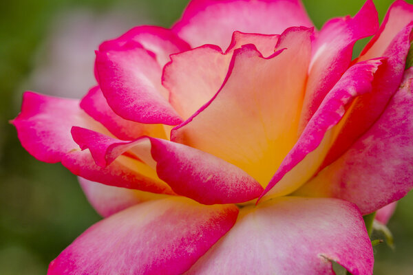 Macro Rose Blooms in Garden