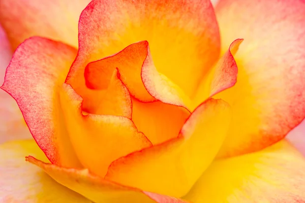 Makrorosenblüten im Garten — Stockfoto