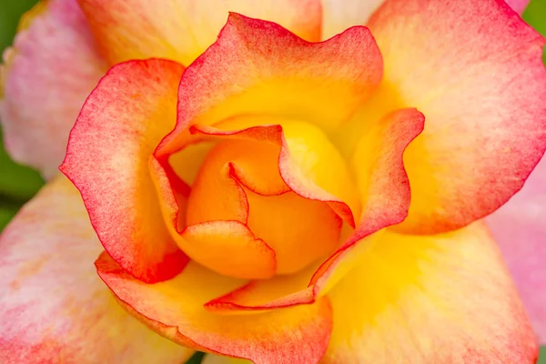 Makrorosenblüten im Garten — Stockfoto