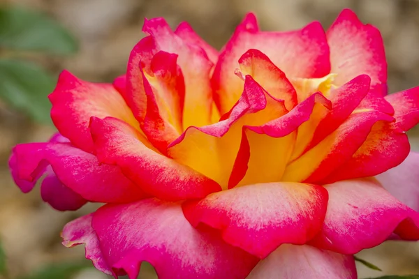 Macro Rose florece en el jardín —  Fotos de Stock