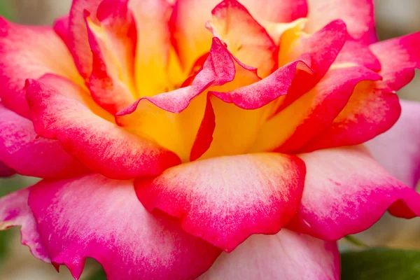Macro Rose florece en el jardín —  Fotos de Stock