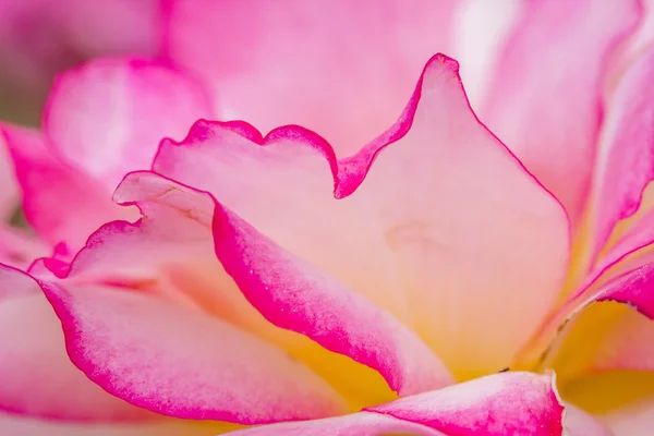 Macro Rose bloeit in de tuin — Stockfoto