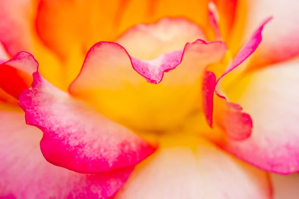 Макрос троянда розквітає у саду — стокове фото