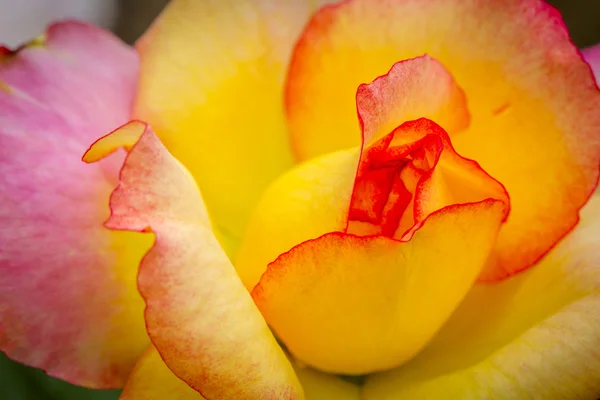 宏玫瑰盛开的花园 — 图库照片