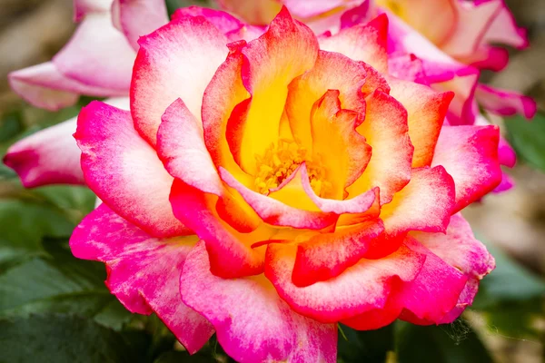 Makro Róża kwitnie w ogrodzie — Zdjęcie stockowe