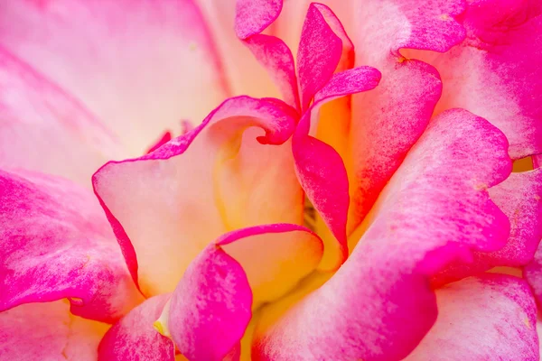 Bahçede çiçek makro gül — Stok fotoğraf