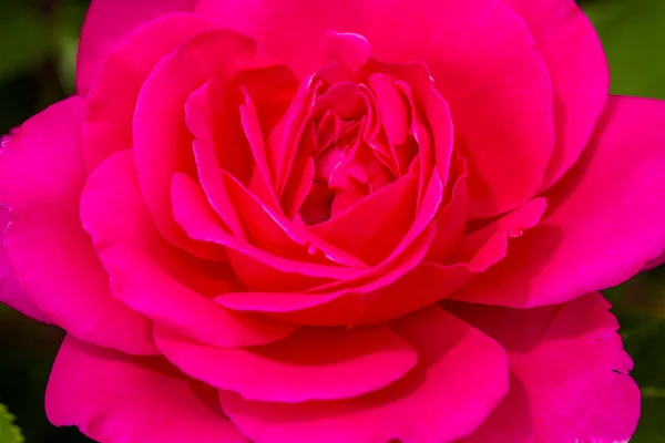 Makrorosenblüten im Garten — Stockfoto