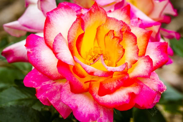 Macro Rose Blooms in Garden — Stock Photo, Image