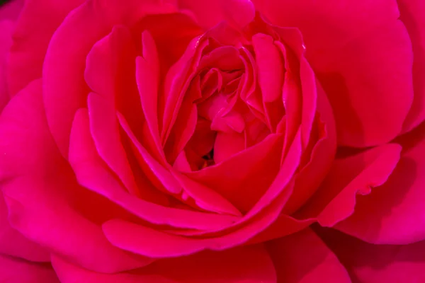 Μακροεντολή τριαντάφυλλο ανθίζει στον κήπο — Φωτογραφία Αρχείου
