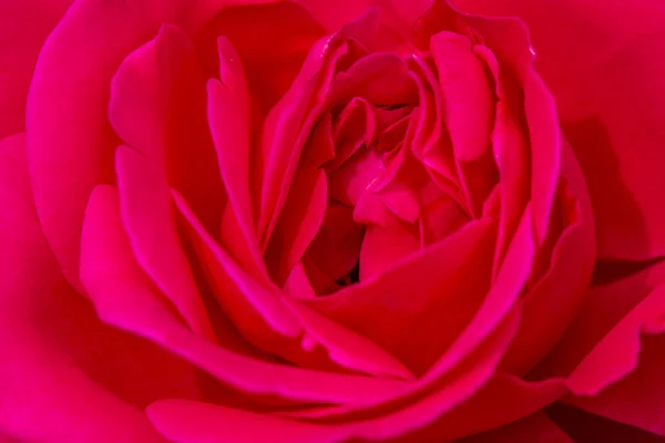 Macro Rose fioriture in giardino — Foto Stock