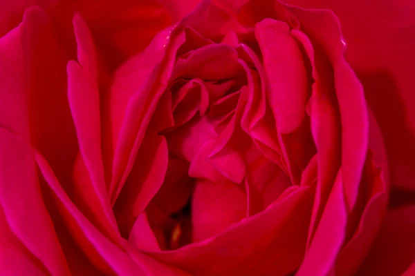 Makro Róża kwitnie w ogrodzie — Zdjęcie stockowe