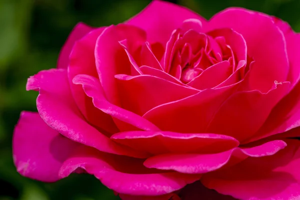 Macro Rose Flores no Jardim — Fotografia de Stock