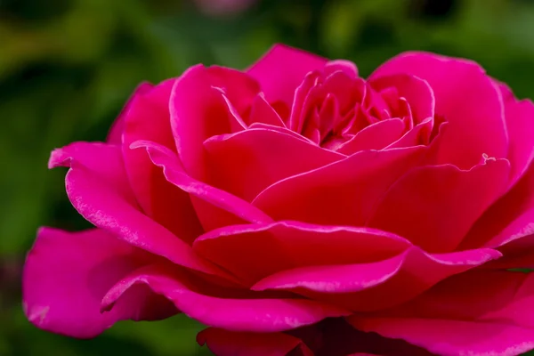 Makrorosenblüten im Garten — Stockfoto