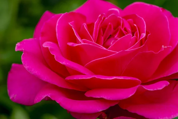 Μακροεντολή τριαντάφυλλο ανθίζει στον κήπο — Φωτογραφία Αρχείου
