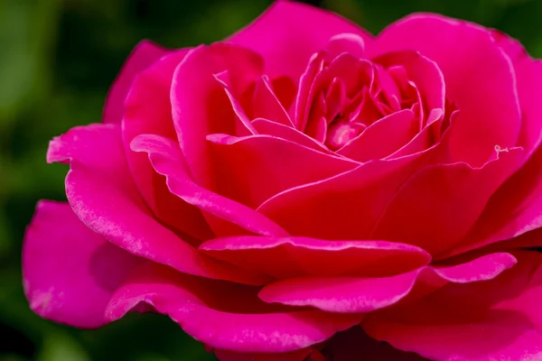 Makrorosenblüten im Garten — Stockfoto