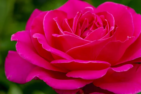 Makrorosenblüten im Garten — Stockfoto