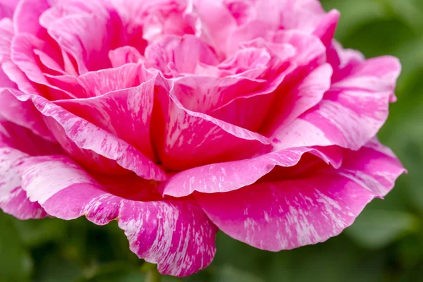 Makrorosenblüten im Garten — Stockfoto