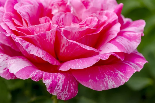 Makroszintű rózsa virágzik a kertben — Stock Fotó