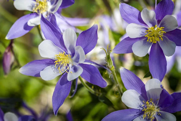 Colorado State fiore blu Columbines — Foto Stock