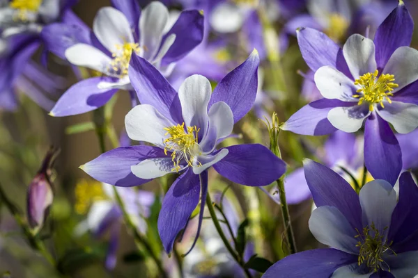 Columbinas azules de la flor del estado de Colorado — Foto de Stock