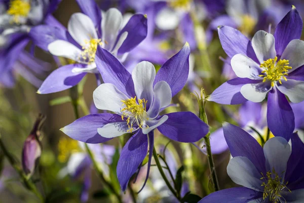 Colorado State Flower Columbines azuis — Fotografia de Stock