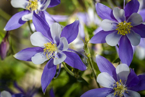 Штату Колорадо квітка синій Columbines — стокове фото