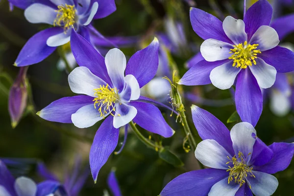 Colorado State Flower Columbines azuis — Fotografia de Stock