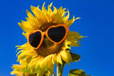 Kalp güneş gözlüklü sarı ayçiçeği
