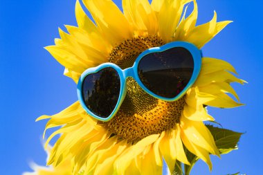 Kalp güneş gözlüklü sarı ayçiçeği