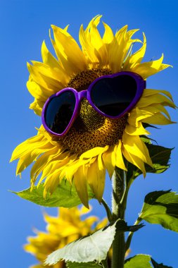 Kalp güneş gözlüklü sarı ayçiçeği
