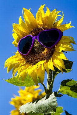 Kalp güneş gözlüklü sarı ayçiçeği