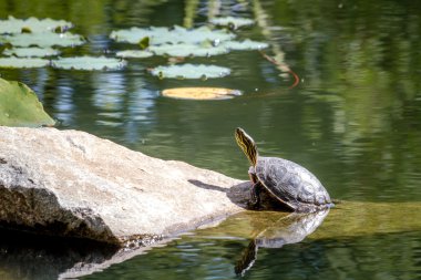 Western Painted Turtle in Pond clipart