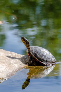 Western Painted Turtle in Pond clipart