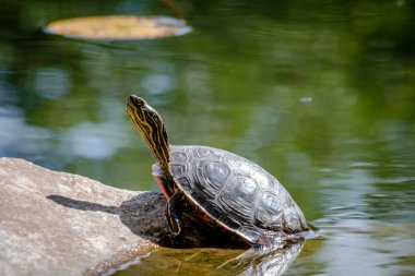 Western Painted Turtle in Pond clipart