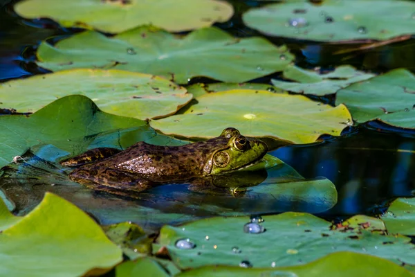 水で北部の緑のカエル — ストック写真